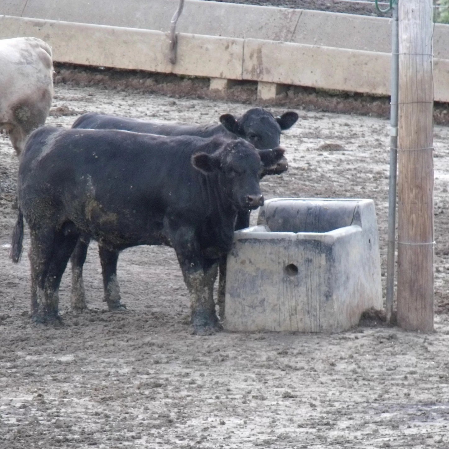 Petersen Concrete Super Cattle Waterer #44E