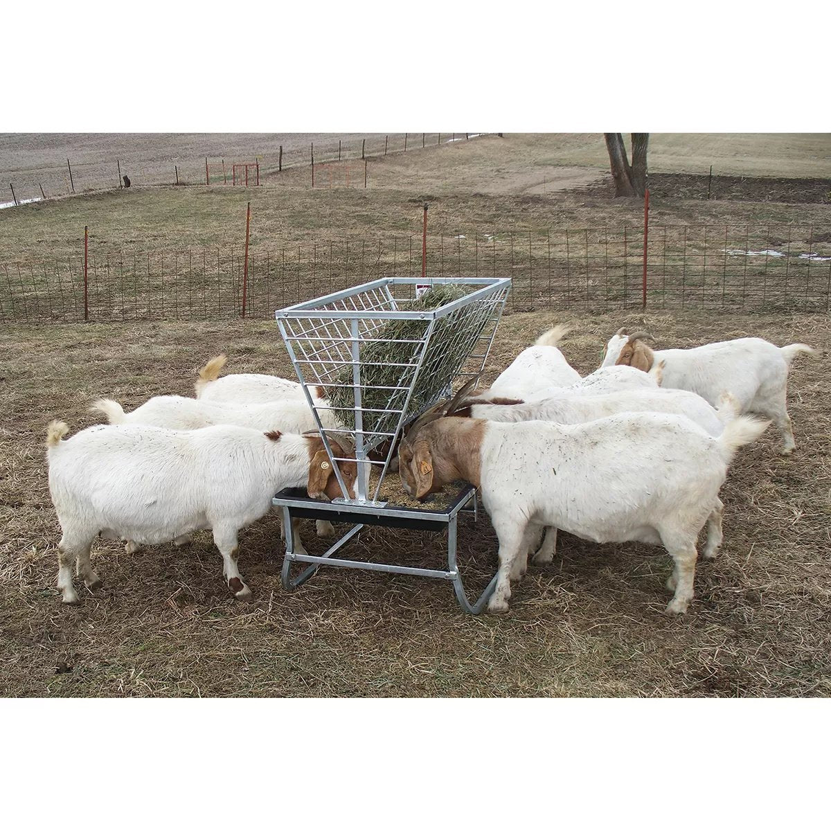 Little Giant® Basic Goat & Sheep Feeder