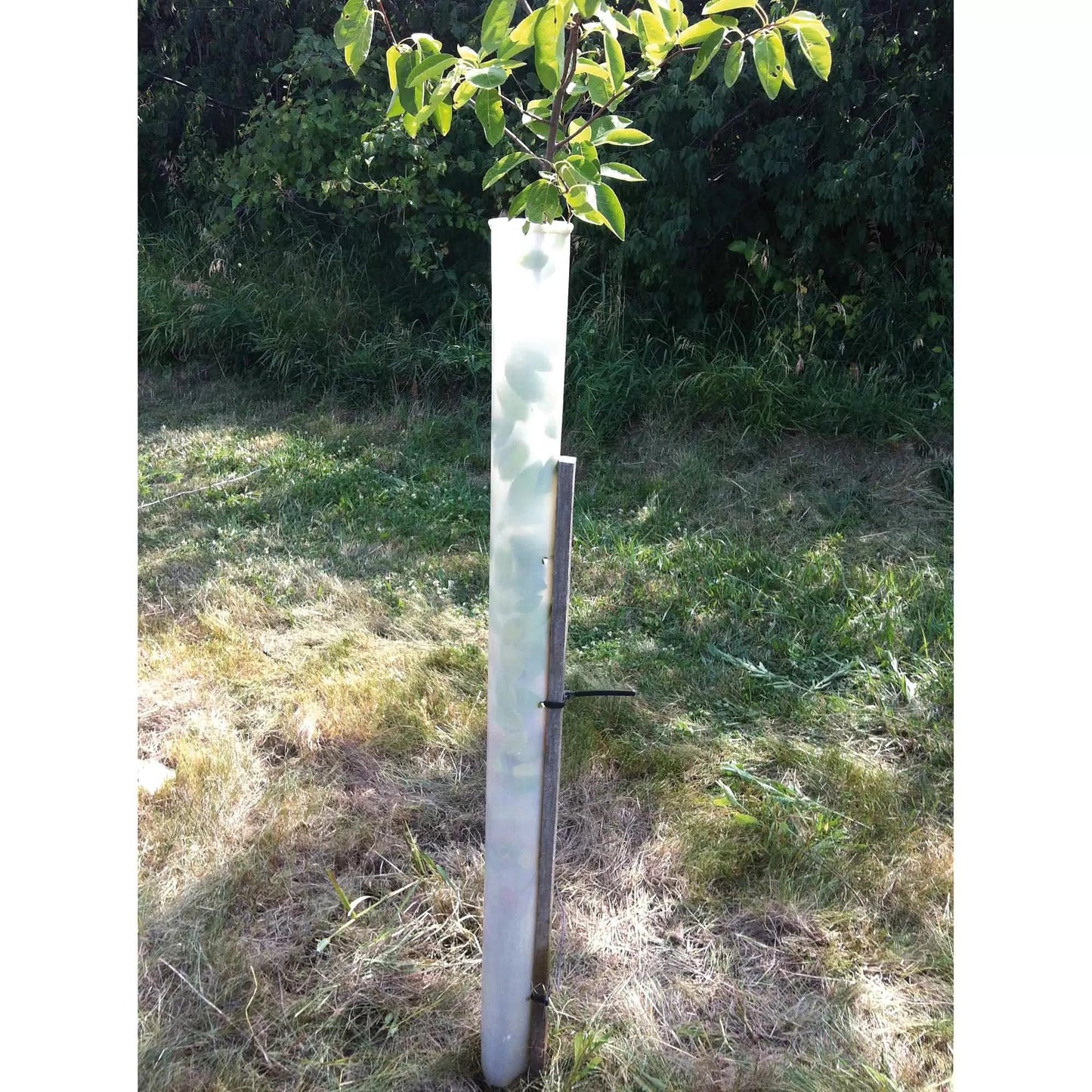 Miracle Tubes Tree Protector