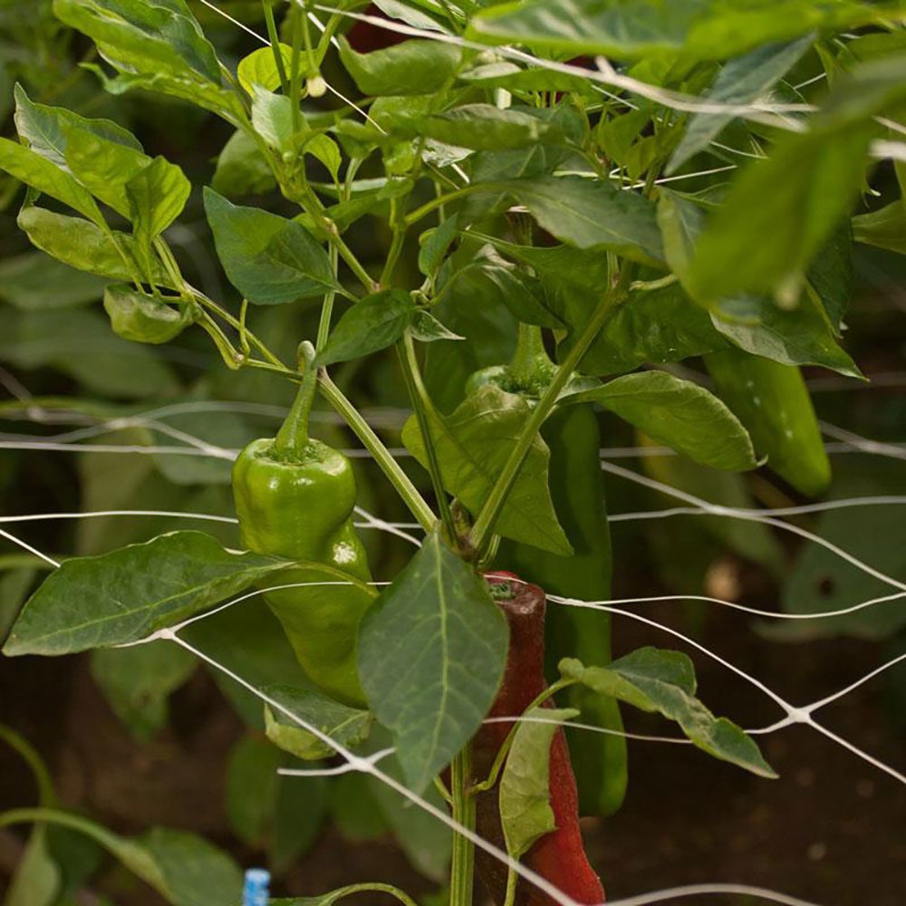 Commercial Trellis Netting 6" - 6.5' X 4,920'