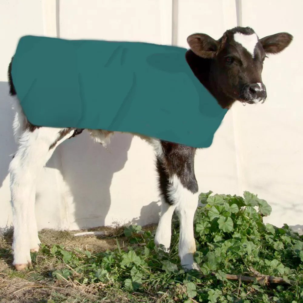 Insulated Calf Coat - Large Breed