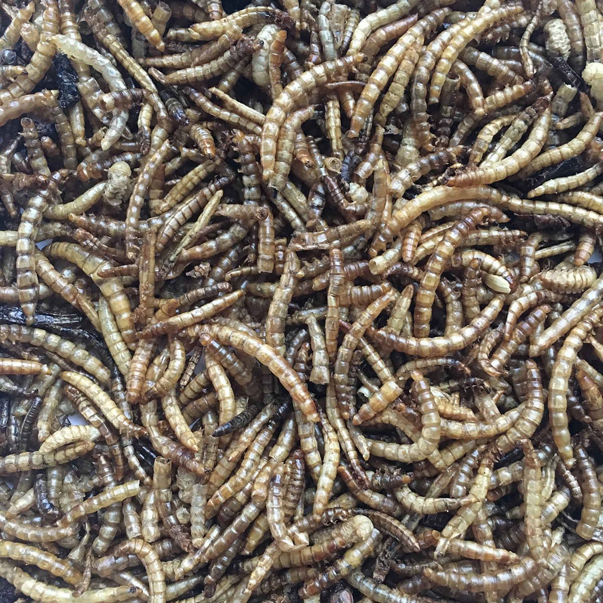 Flock Fest Dried Mealworm 5lb bag -  2 pack