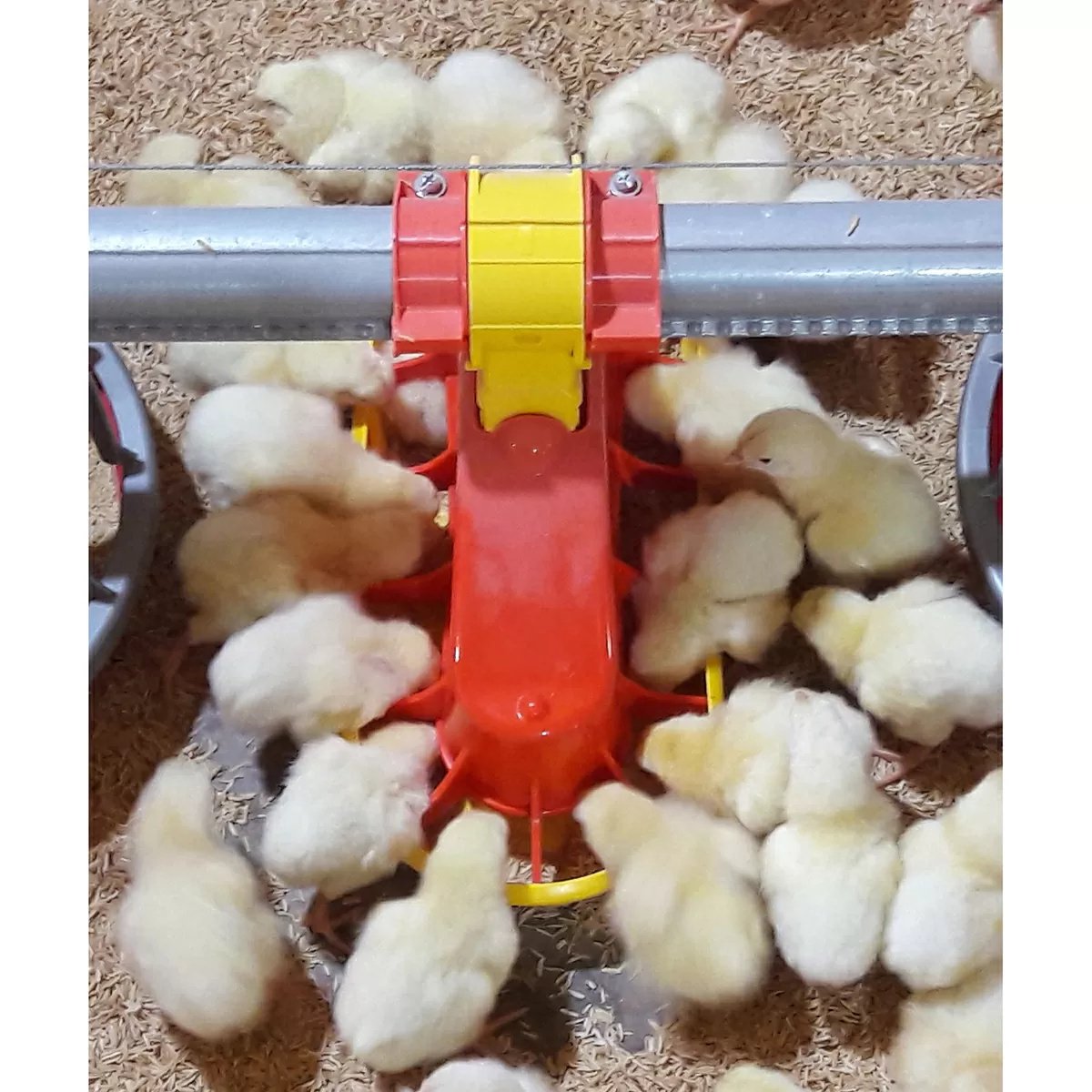 TURBOMATE® Automatic Baby Chick Feeder