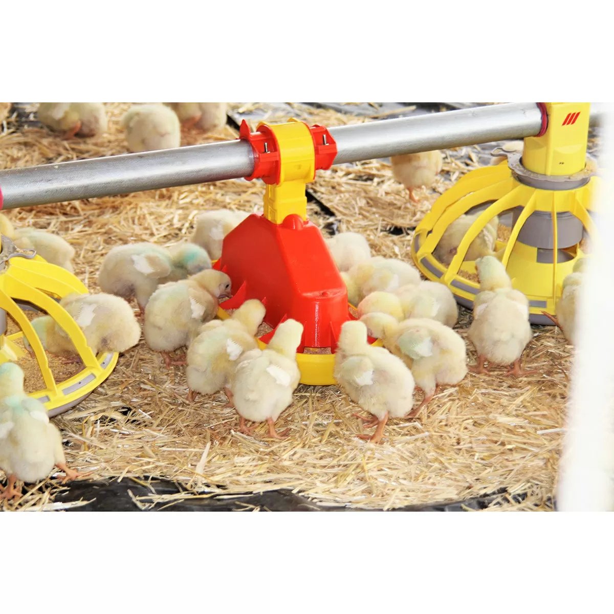 TURBOMATE® Automatic Baby Chick Feeder