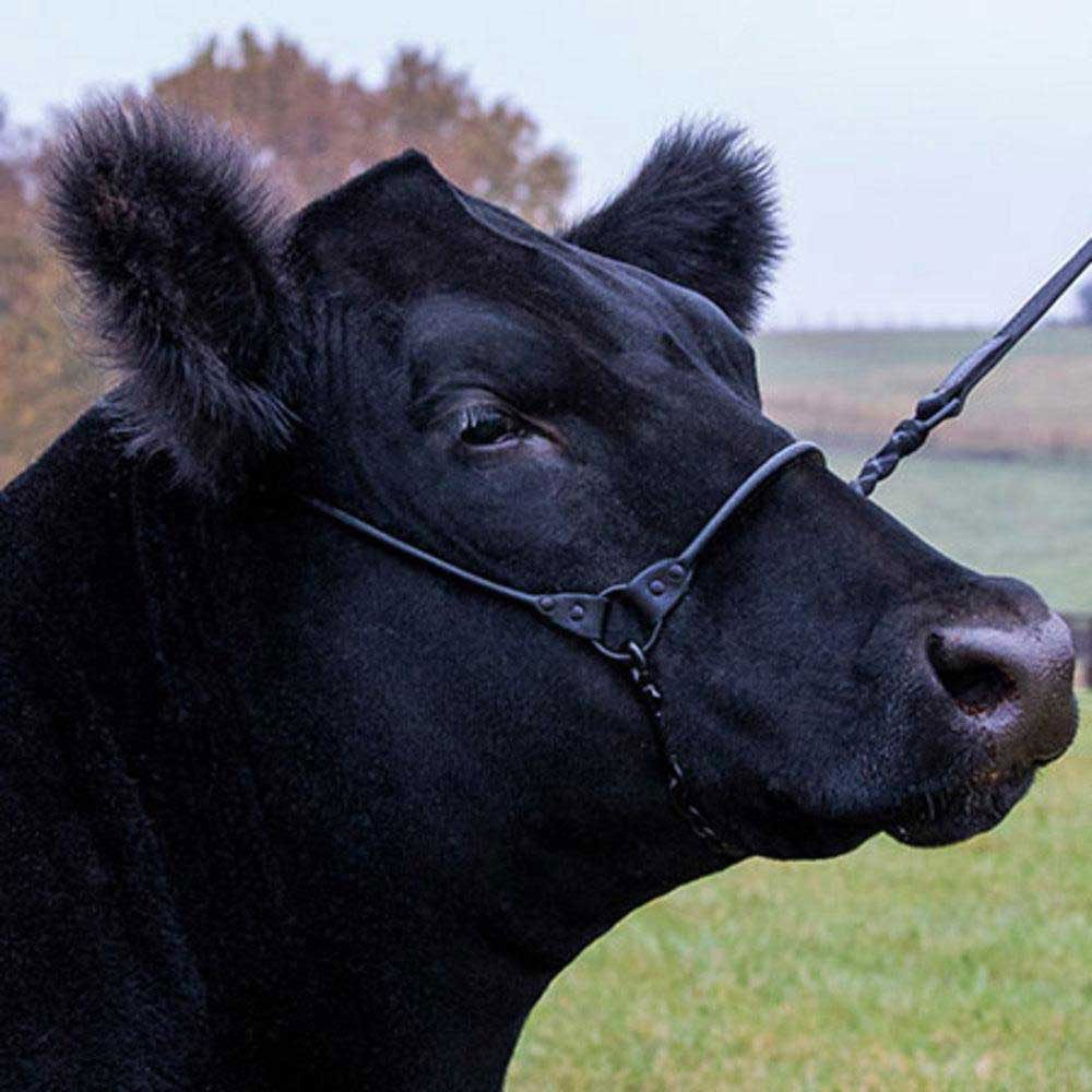 Sullivan's Phantom Cattle Cable Halter w/Ghost Grip