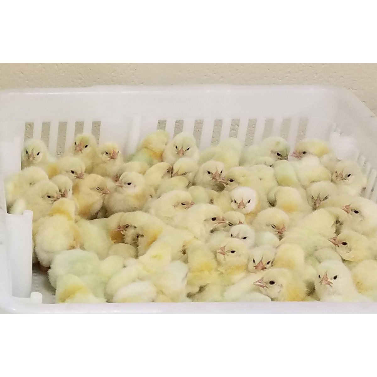 DuraPlas® Dura-Box® Chick Boxes - Paperless