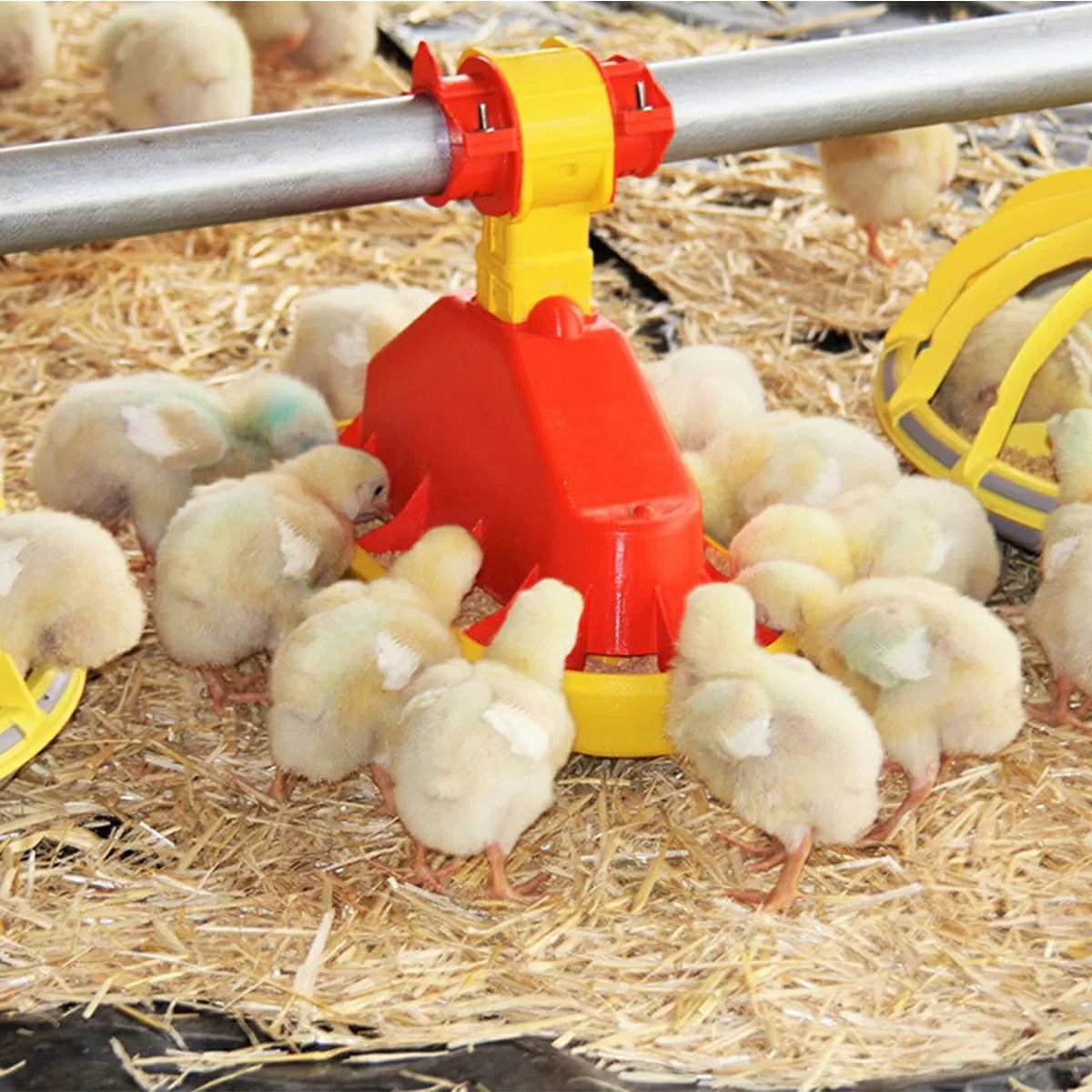 TurboMate 2® Chick Feeder - Short Version