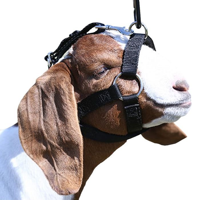 Sullivan Supply Lamb & Goat Halter - Black