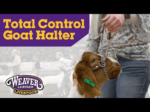 Weaver Leather® Total Control Goat Halter