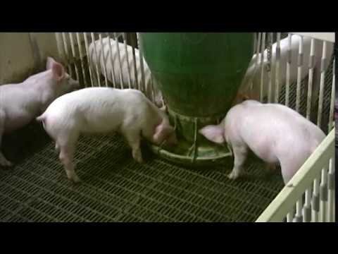 Osborne® Big Wheel Outdoor Feeders