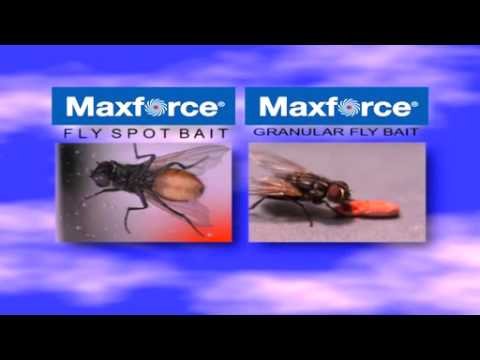 MAXFORCE® Fly Spot Bait